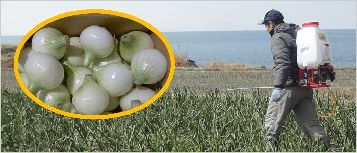 淡路島たまねぎの特長