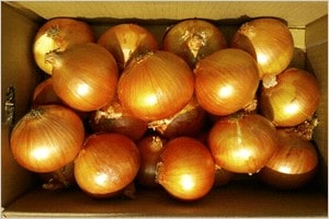 中生玉ねぎ