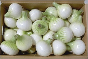 早生玉ねぎ